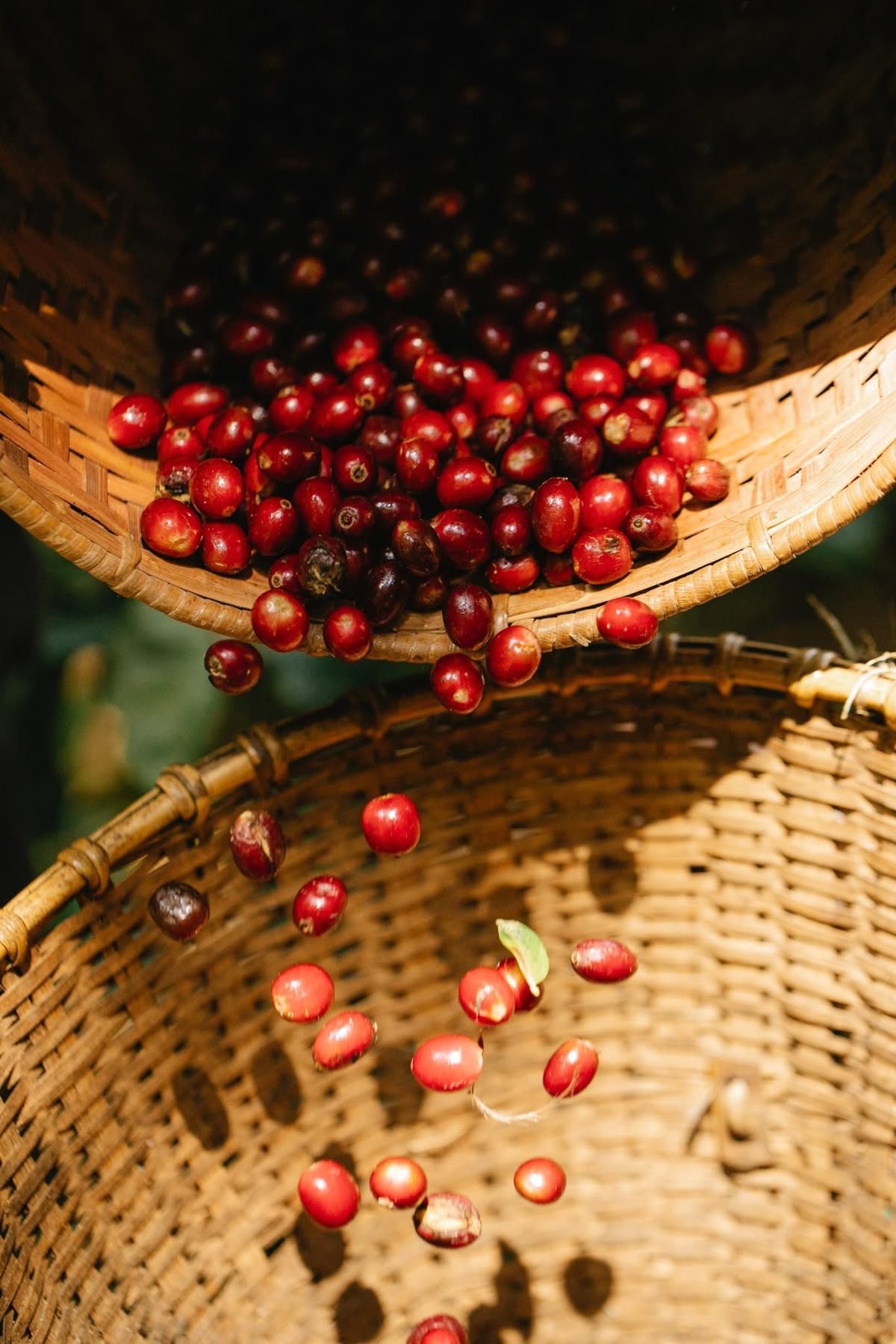 Cerezas de caf&eacute; en canastos